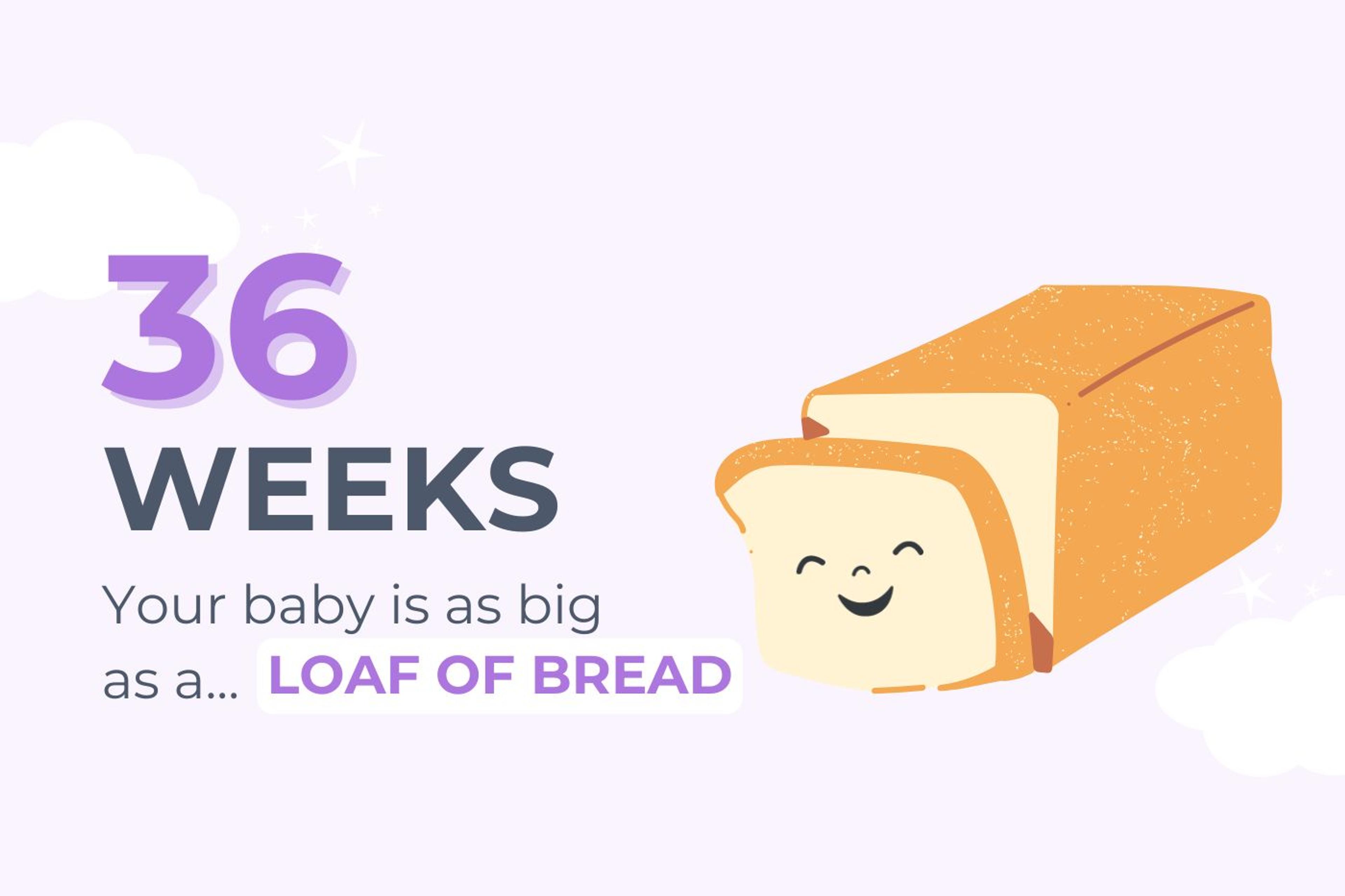 Text reads: 36 weeks pregnant your baby is as big as a loaf of bread with an illustration of a loaf of bread