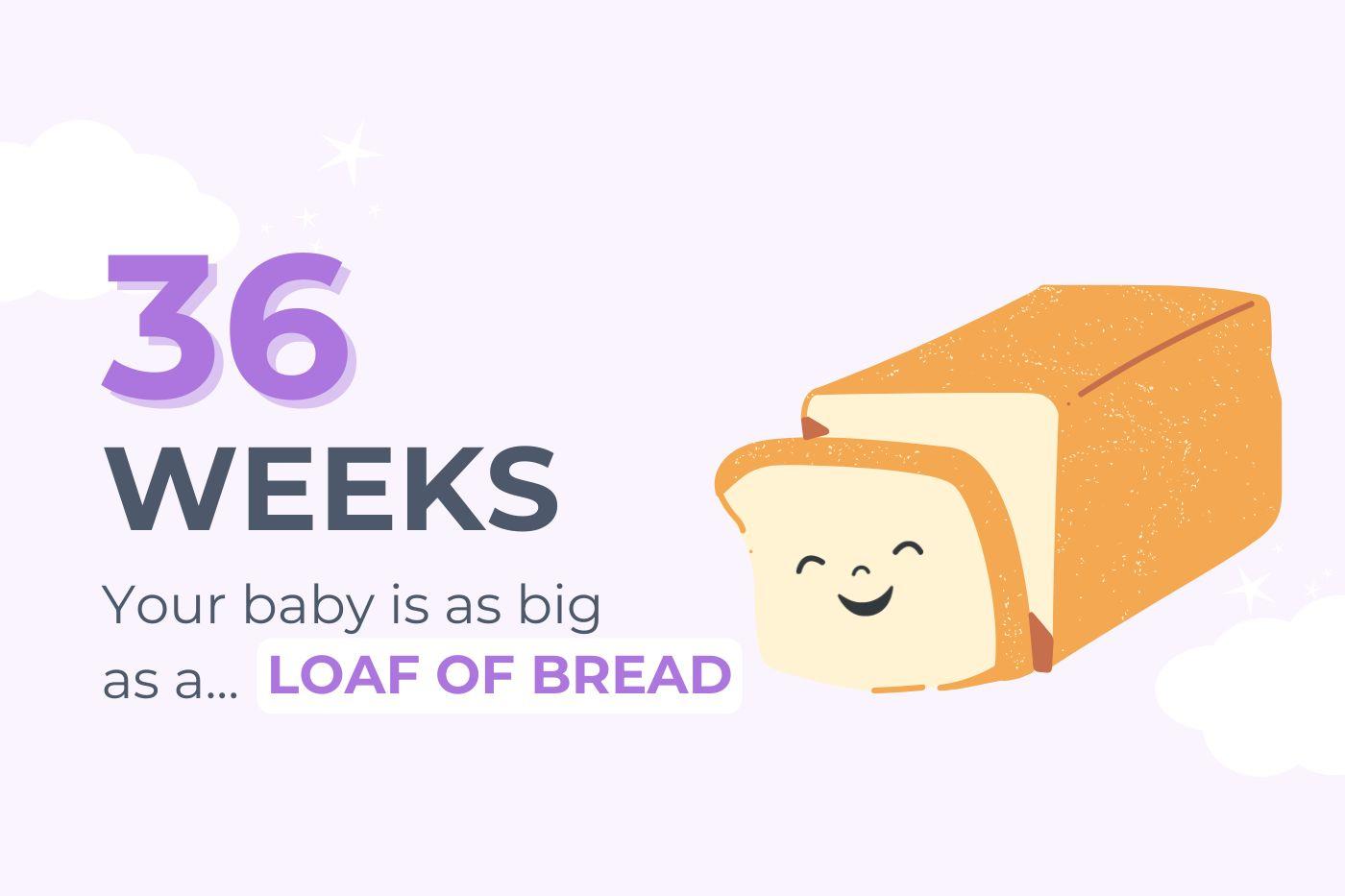 Text reads: 36 weeks pregnant your baby is as big as a loaf of bread with an illustration of a loaf of bread