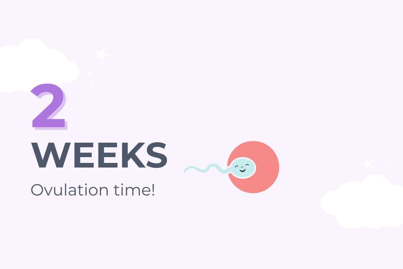 2 Weeks Pregnant illustration of a sperm and egg