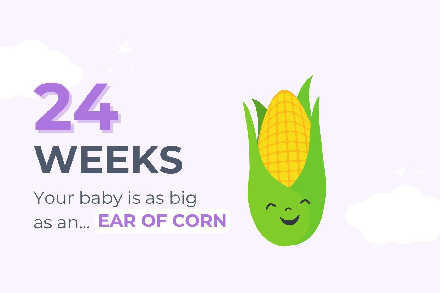 24 Weeks Pregnant: Your baby is as big as an ear of corn