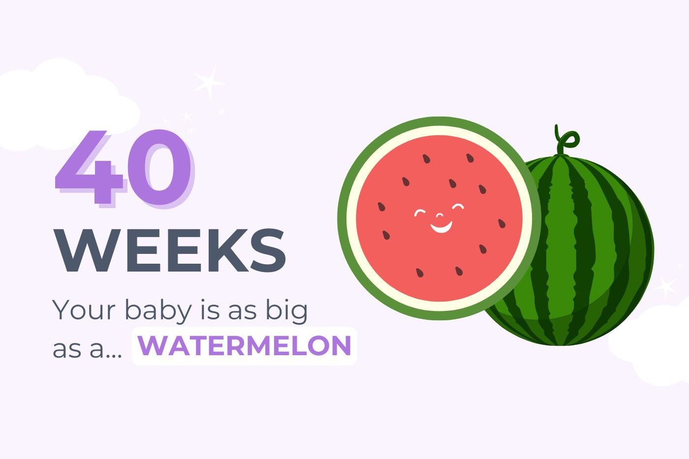 40 Weeks Pregnant: Your baby is as big as a watermelon