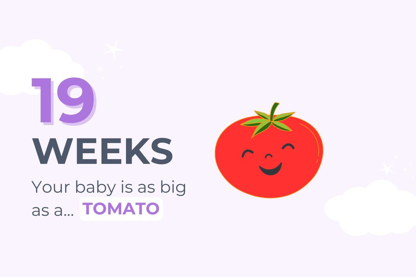 19 Weeks: Your baby is as big as a tomato