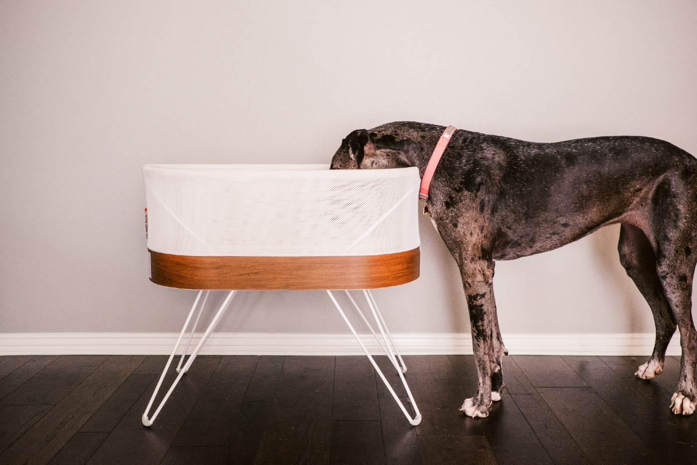 How to prepare pet for baby - big dog looking inside SNOO bassinet