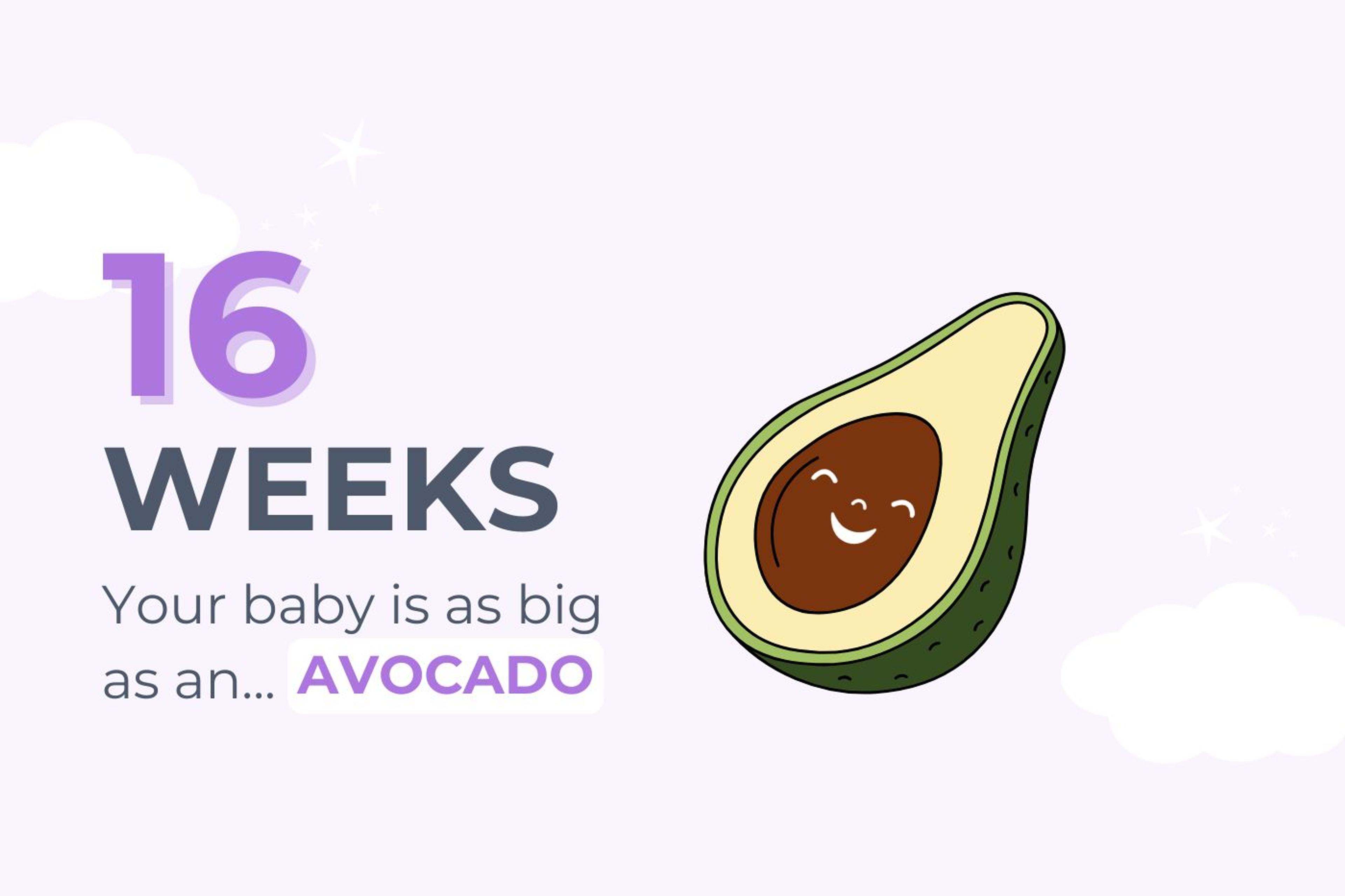 16-weeks-pregnant-your-baby-is-as-big-as-an-avocado