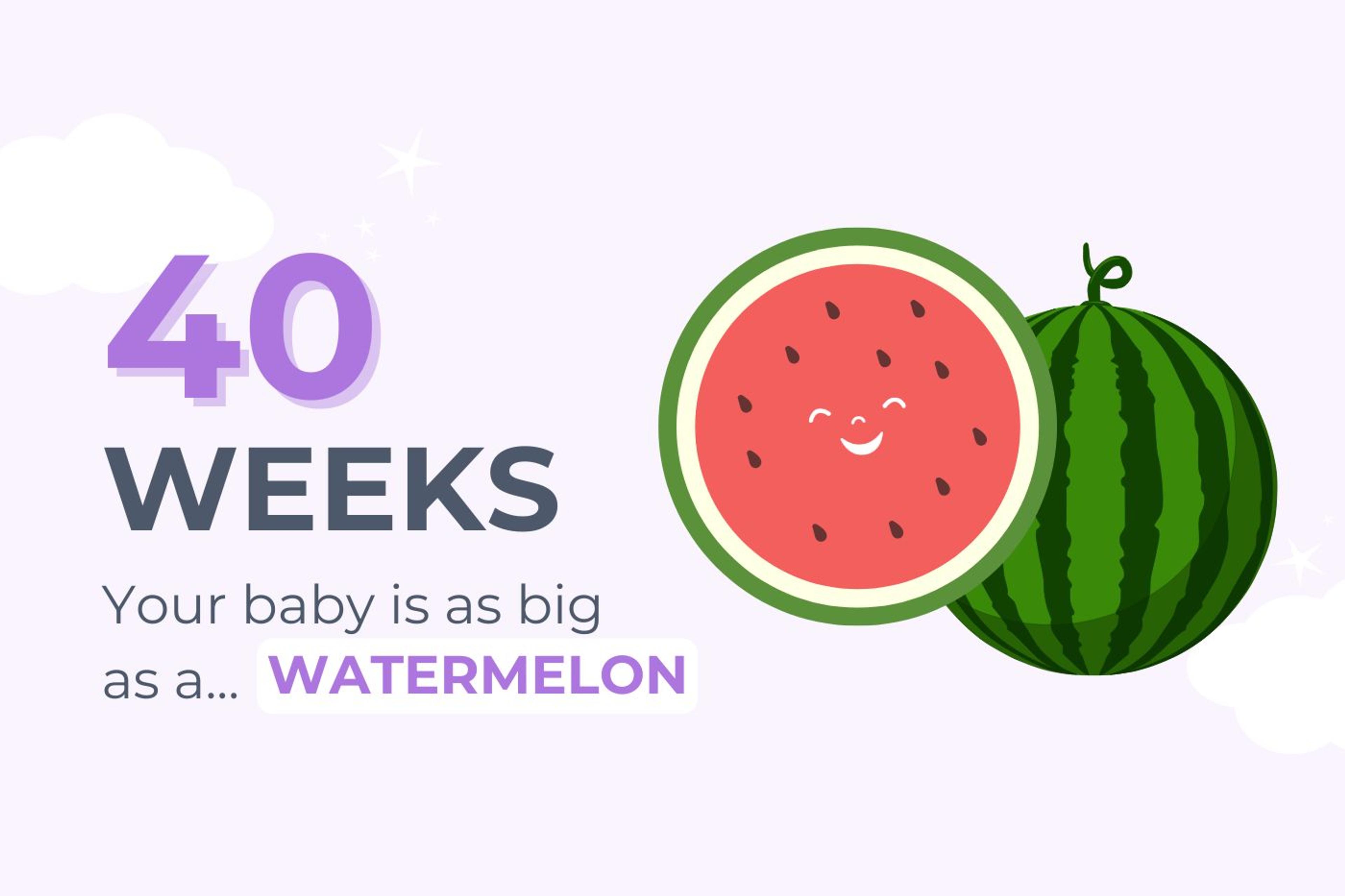40 weeks pregnant: your baby is as big as as a watermelon