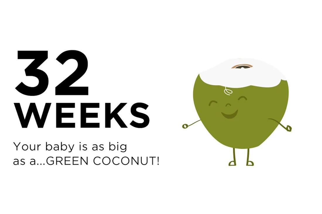 32 weeks pregnant your baby is the size of a green coconut