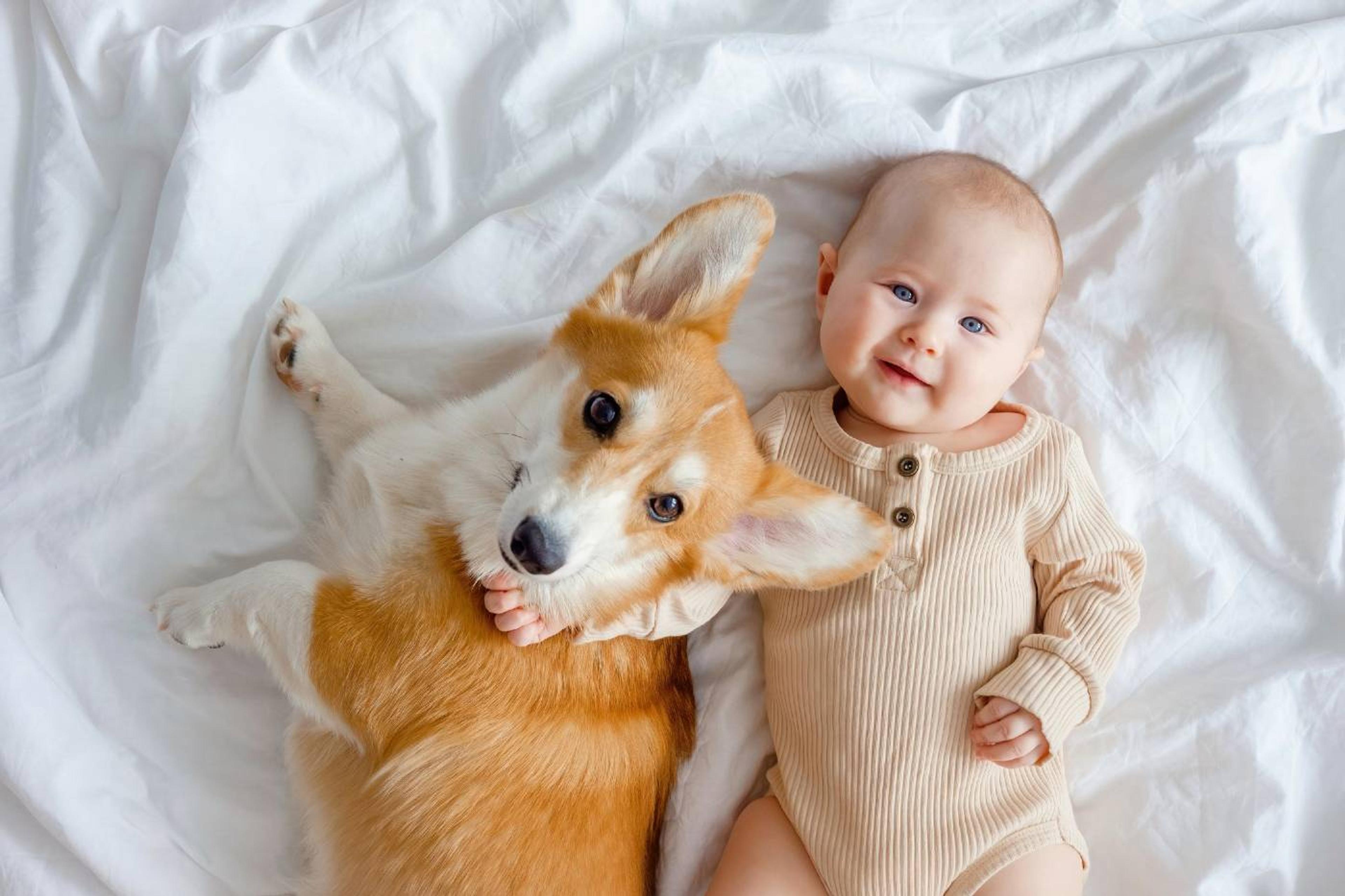 Welsh baby with corgi