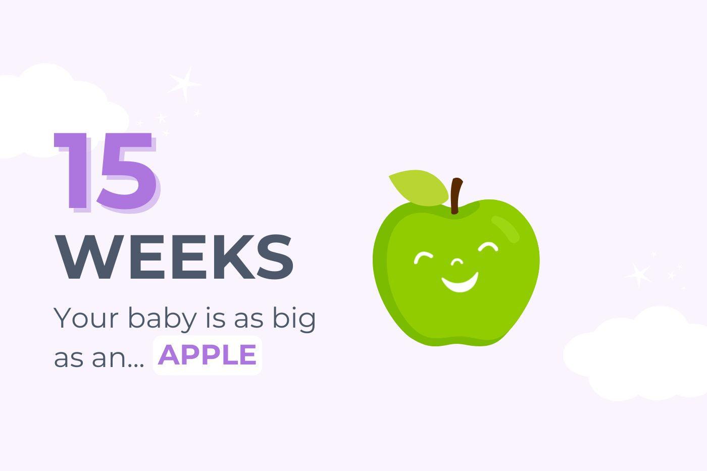 A graphic that says 15 Weeks Pregnant: Your baby is as big as an apple
