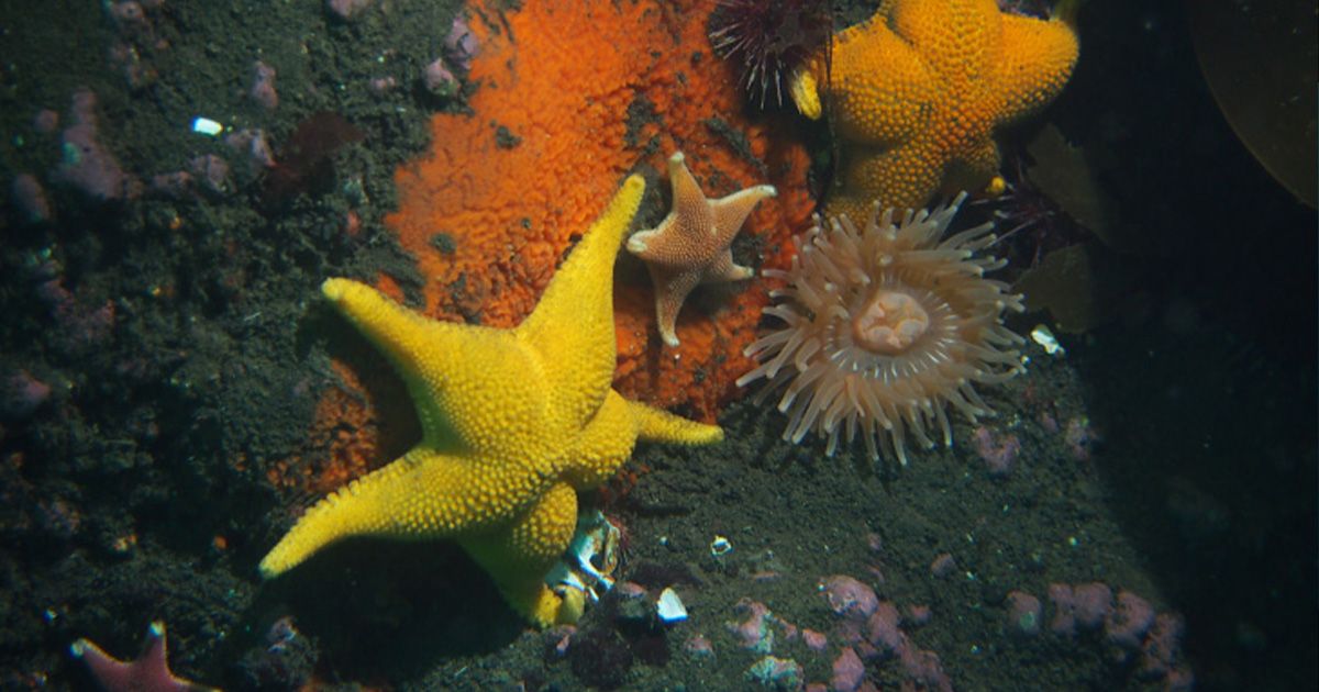 image-17d46b1cbdf4f7b338798d28e47a3fbf9646fe9f-1200x630-jpg