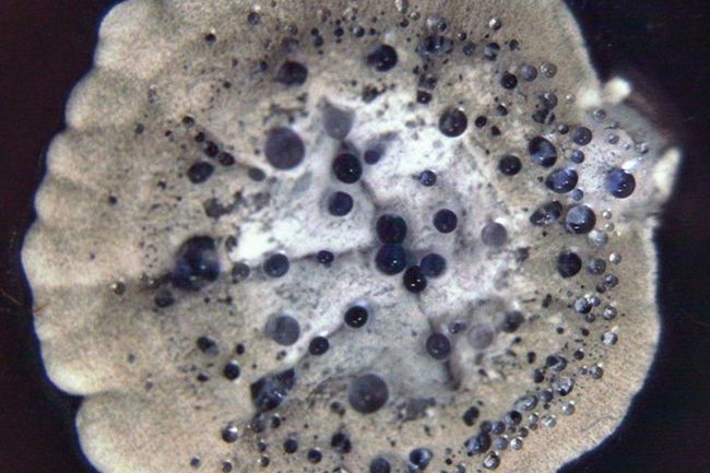 image-20d126cd4a9db8680226f01ff8ecd39b4523c9fd-1086x958-jpg