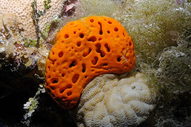 image-2b6b5653b89316ce538f0556fadd708bc1afac0f-500x423-jpg