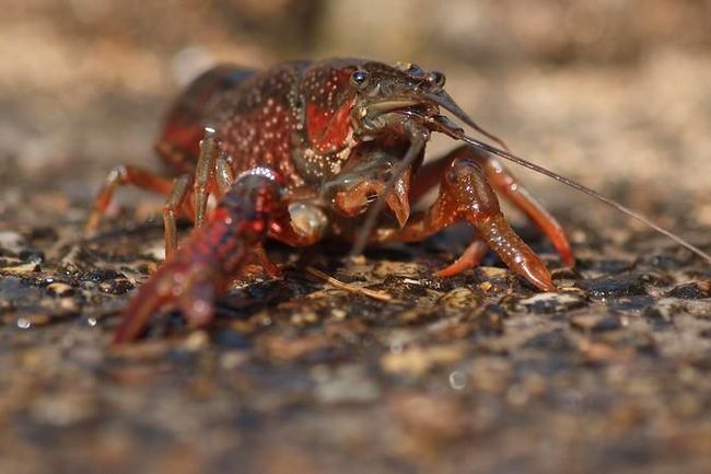 image-36bfdab19b387c5f154814a19039472e1d4d1f64-800x450-jpg