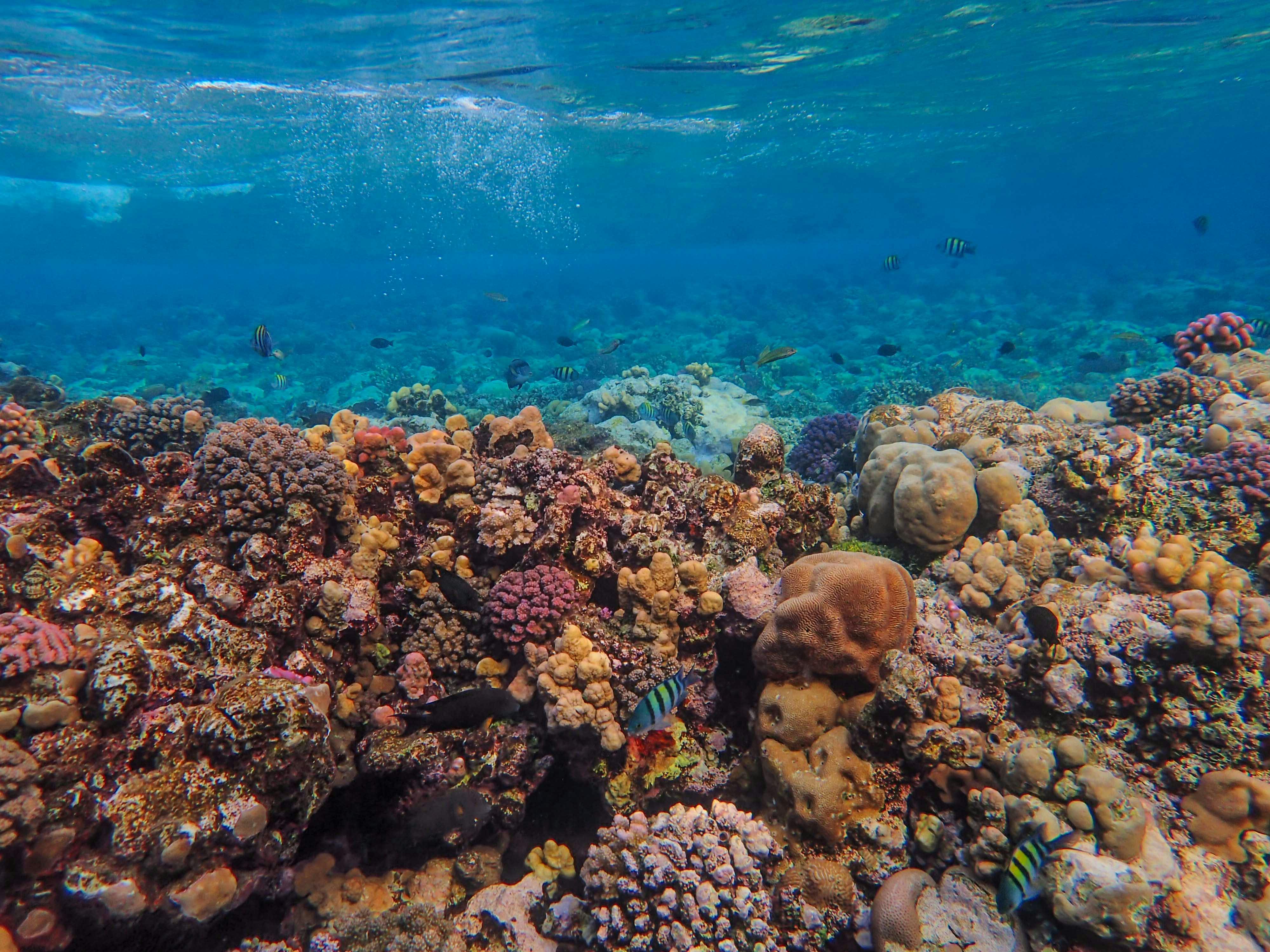 image-5824303fa57862f95670adf5500c87f268054326-4000x3000-jpg