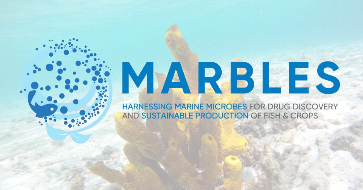 MARBLES PowerPoint Presentation Template Marbles