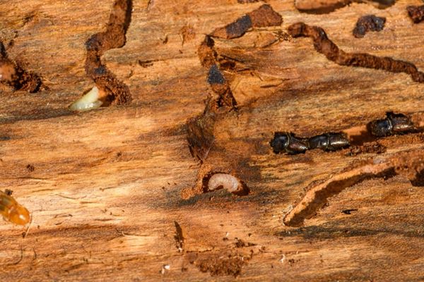 Diagnostic termites : prix, obligation et validité
