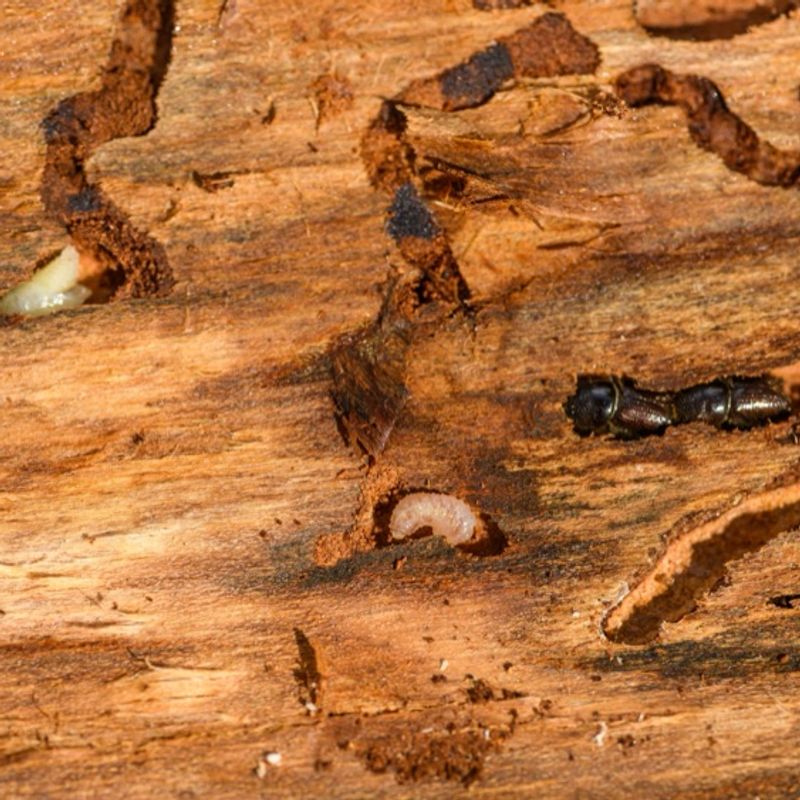 Diagnostic termites : prix, obligation et validité