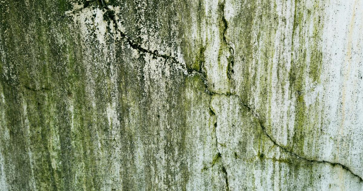 Moisissures noires dans un coin de mur d'un logement