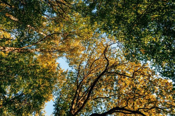 Entretien des grands arbres : guide pratique complet