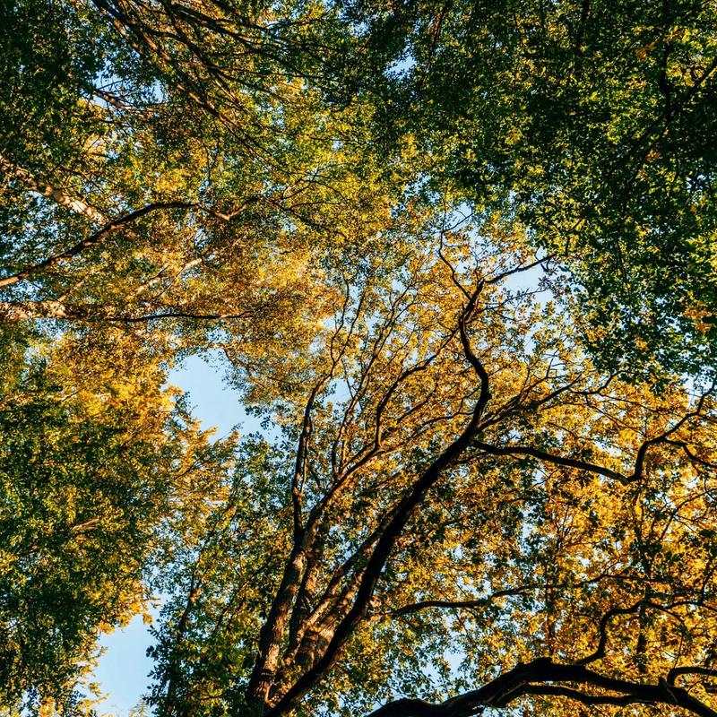 Entretien des grands arbres : guide pratique complet