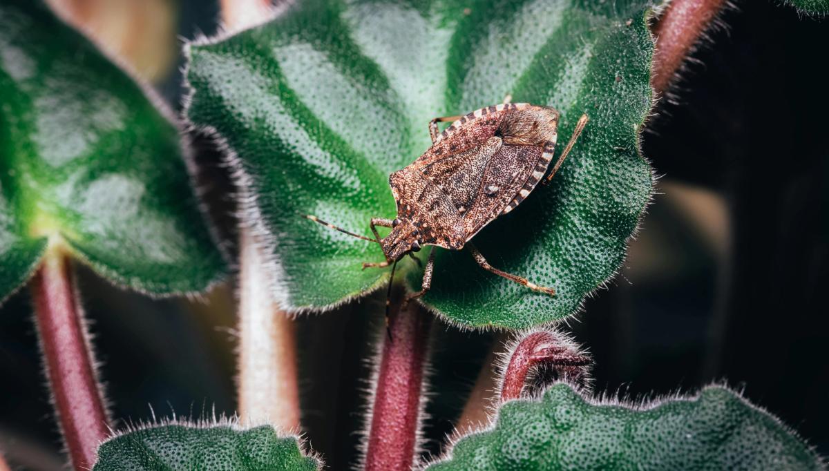 Illustration des méthodes naturelles pour se débarrasser des punaises : terre de diatomée, huiles essentielles et aspirateur
