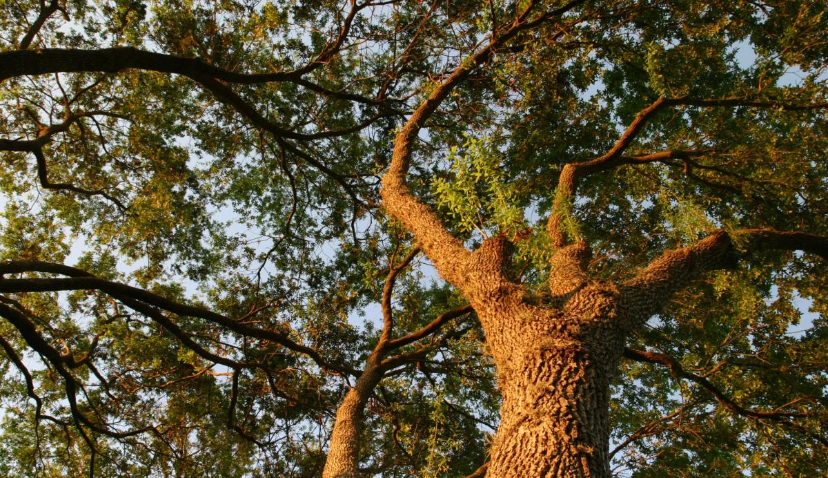 Grand arbre mature dans un jardin privé nécessitant un entretien régulier