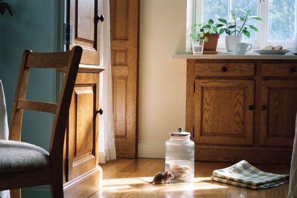Rats et souris en location : qui paie la dératisation ?