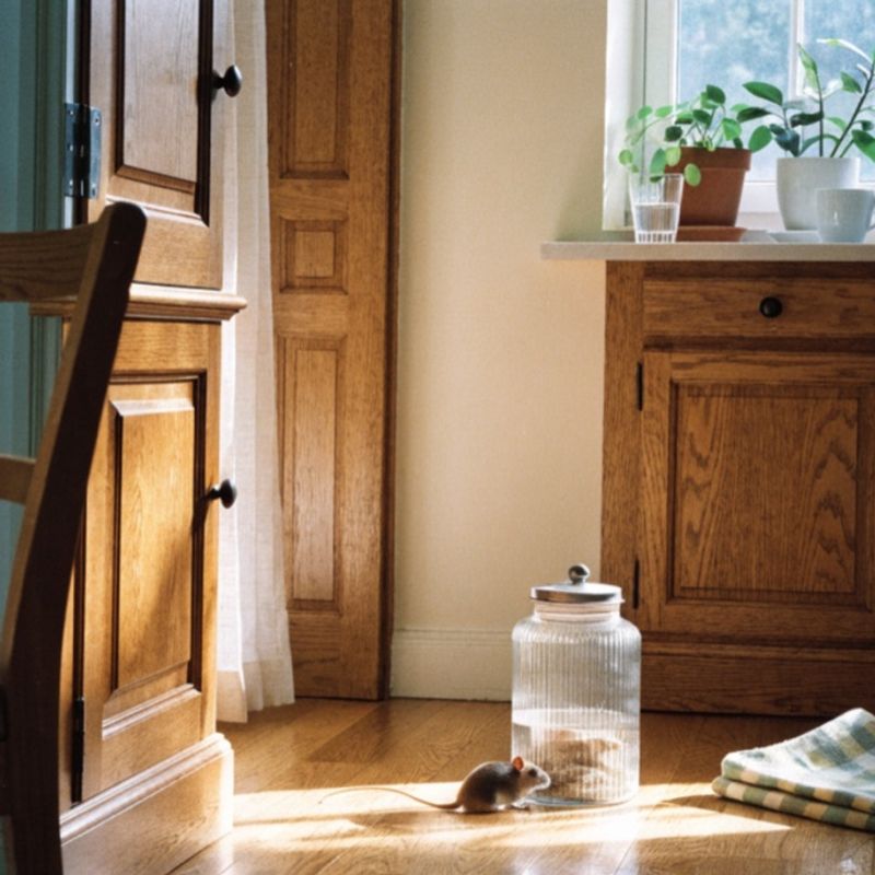 Rats et souris en location : qui paie la dératisation ?