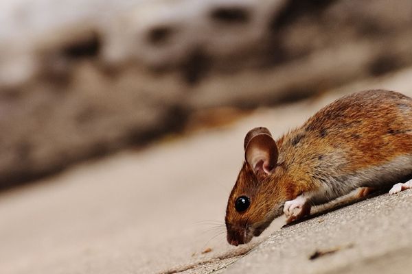 Rats et souris en location : qui paie la dératisation ?