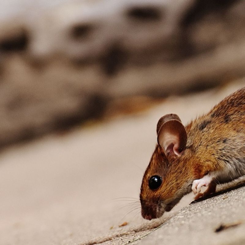 Rats et souris en location : qui paie la dératisation ?