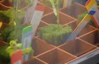 Living Carbon Seedlings
