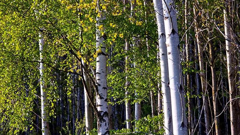 A forest of birch trees with white bark and lush green leaves.