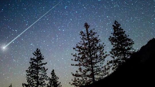 Picture och starry night sky with a shooting star behind the silhouette of fern trees