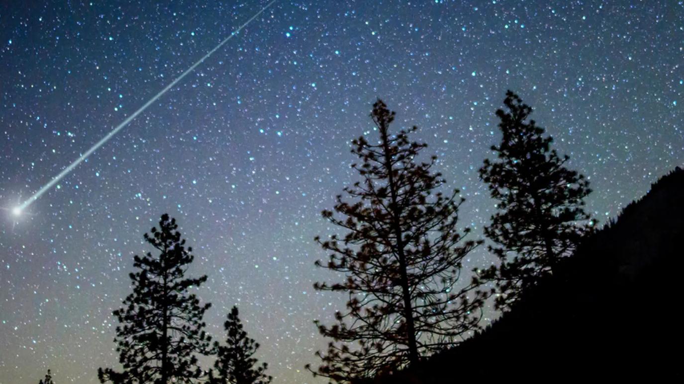 Picture och starry night sky with a shooting star behind the silhouette of fern trees