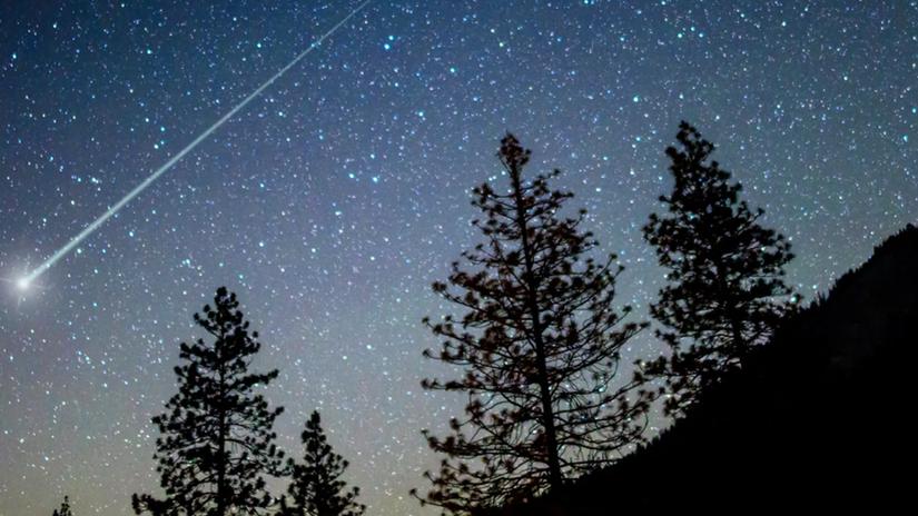 Picture och starry night sky with a shooting star behind the silhouette of fern trees