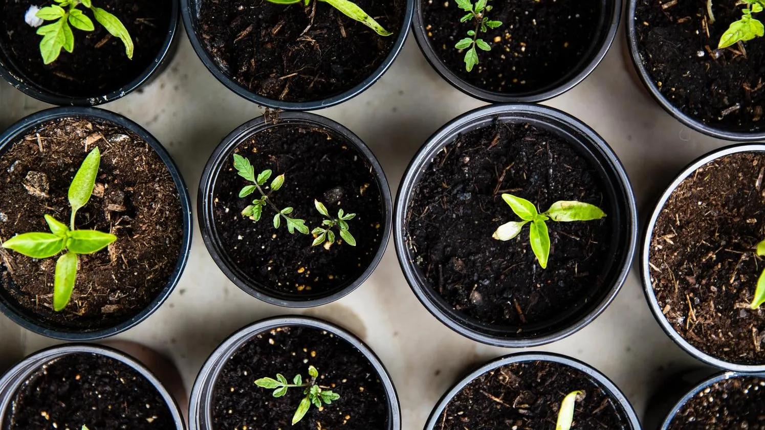 Aerial view of small green seedlings growing in black pots filled with soil.
