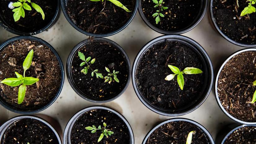 Aerial view of small green seedlings growing in black pots filled with soil.