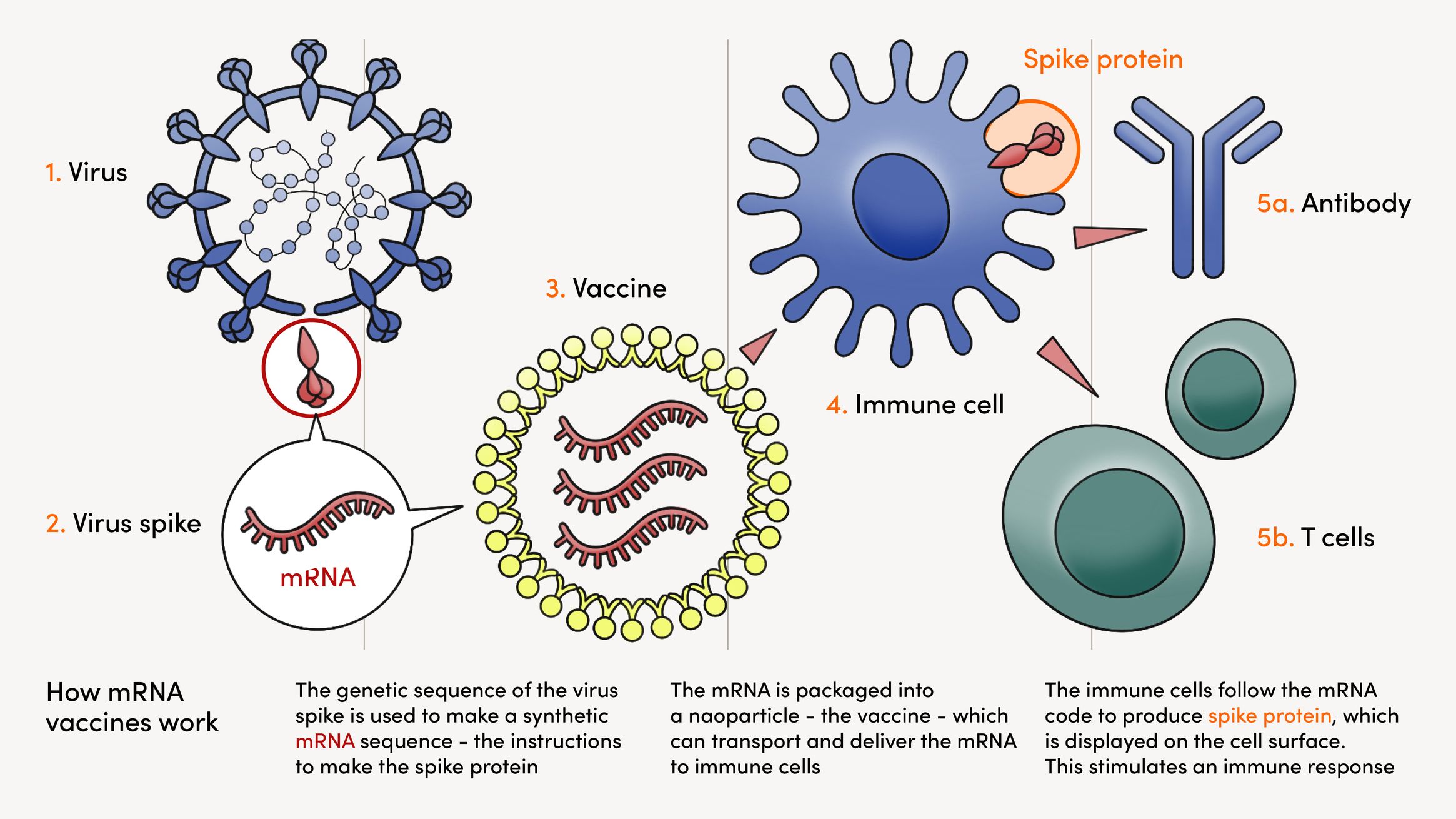 A graphical explainer of how mRNA vaccines work.
