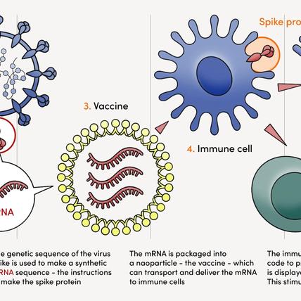 A graphical explainer of how mRNA vaccines work.