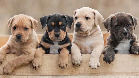 Four puppies with different coat colors leaning over a wooden fence, looking curiously at the camera.