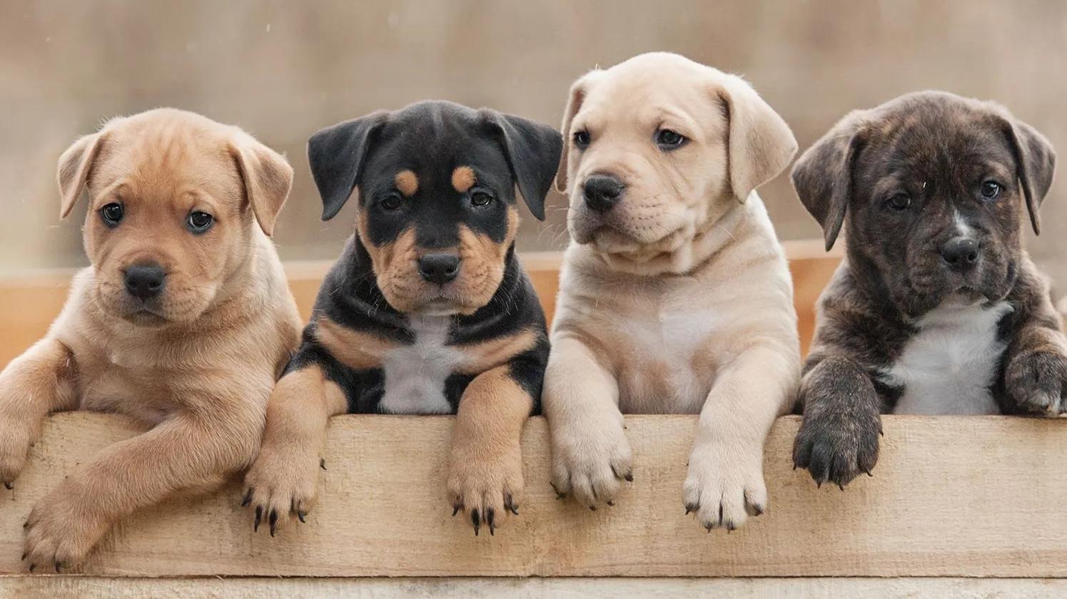 Four puppies with different coat colors leaning over a wooden fence, looking curiously at the camera.