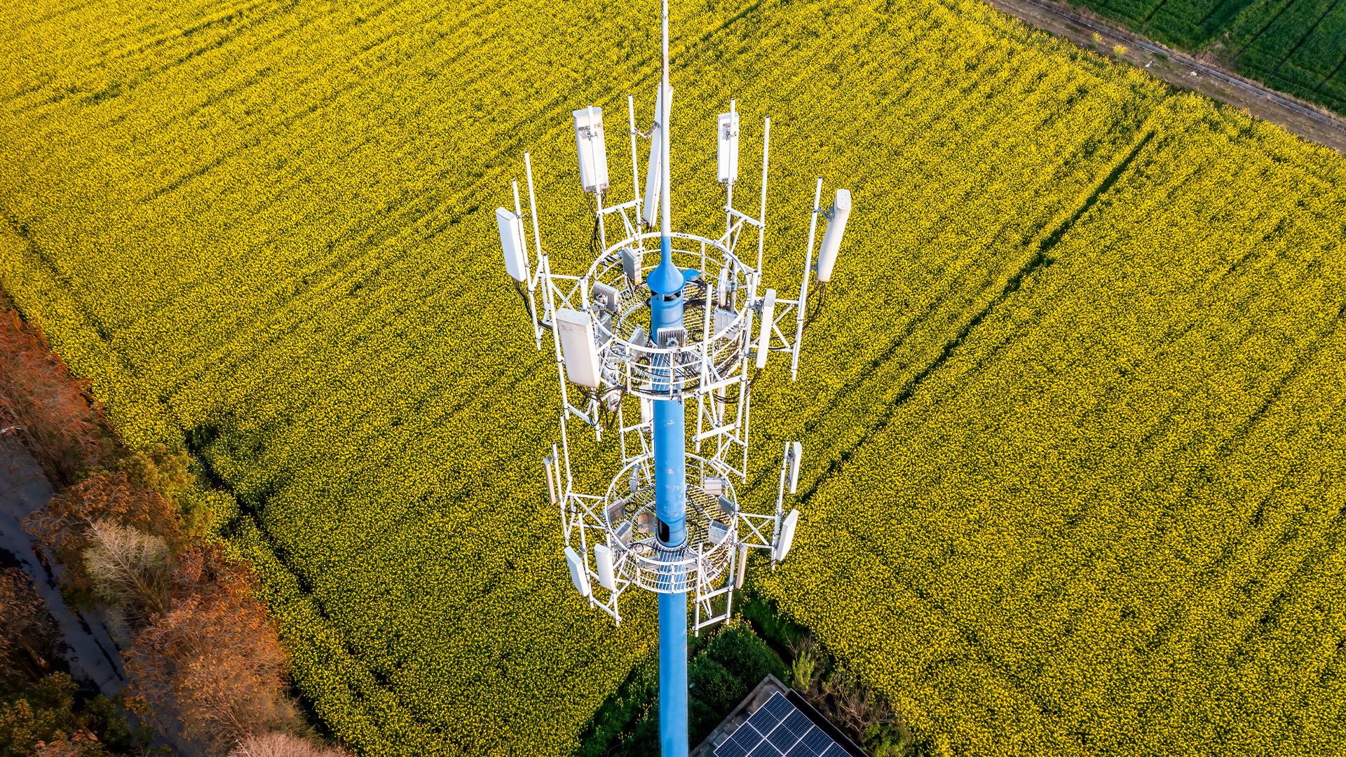 Aerial view of a mobile communication tower rising above a large yellow flowering field.
