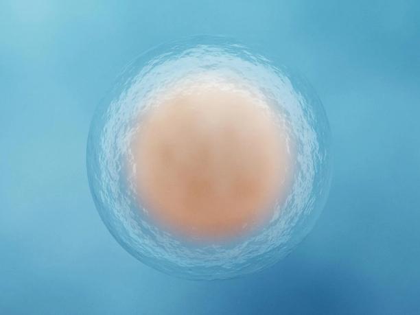 A close-up of a single cell under a microscope.