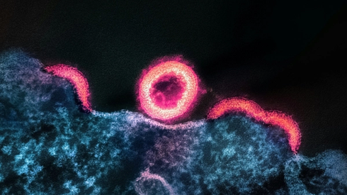 Rare Diseases