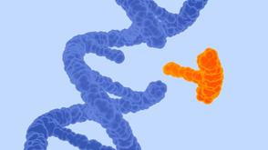 Illustration of a DNA strand in blue with an orange protein-like structure attaching to it.