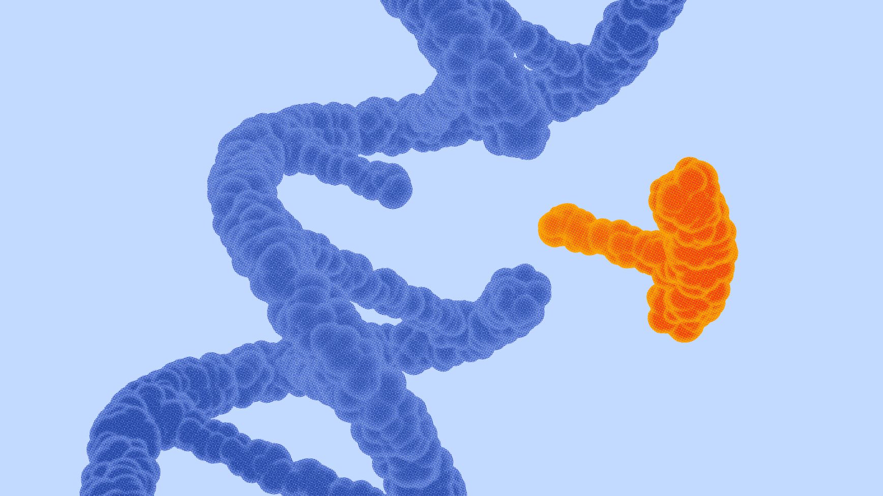 Illustration of a DNA strand in blue with an orange protein-like structure attaching to it.