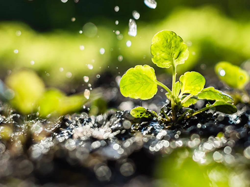 A small green plant sprouting from the soil, with water droplets falling around it, illuminated by sunlight.