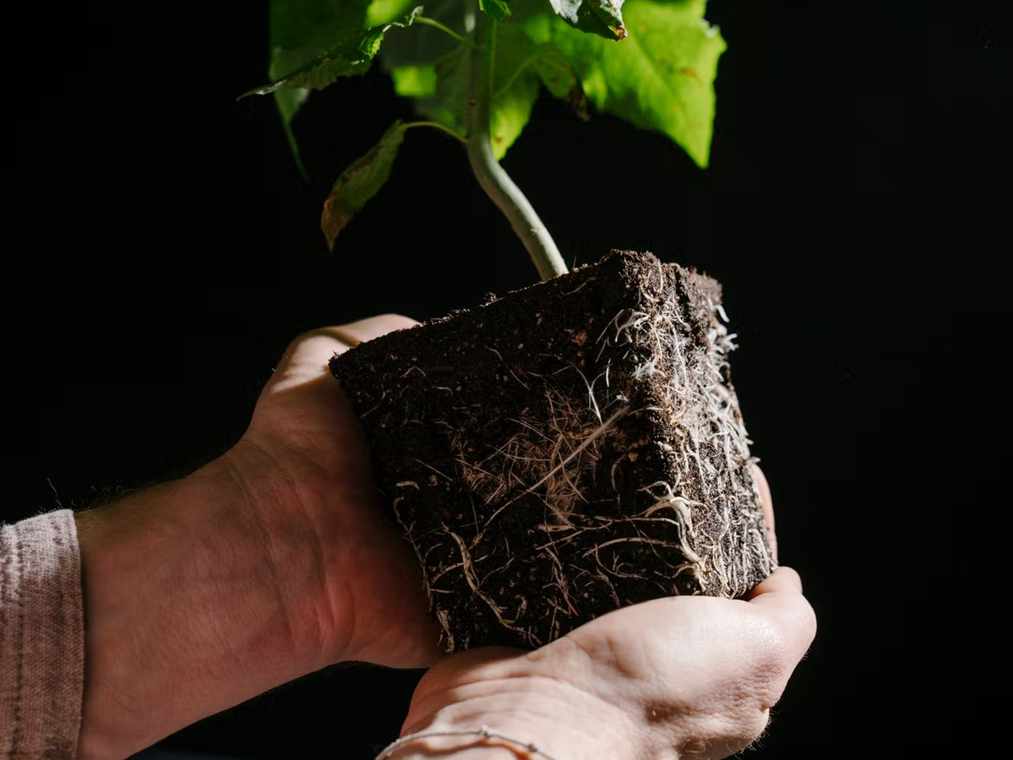 Living Carbon