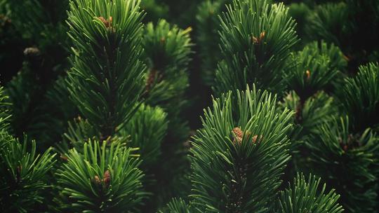 Close-up of lush green pine needles with small cones, creating a dense and vibrant natural texture.