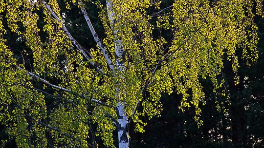 A birch tree with bright green leaves against a dark forest background, highlighting the contrast between the vibrant foliage and the shadowed woods.