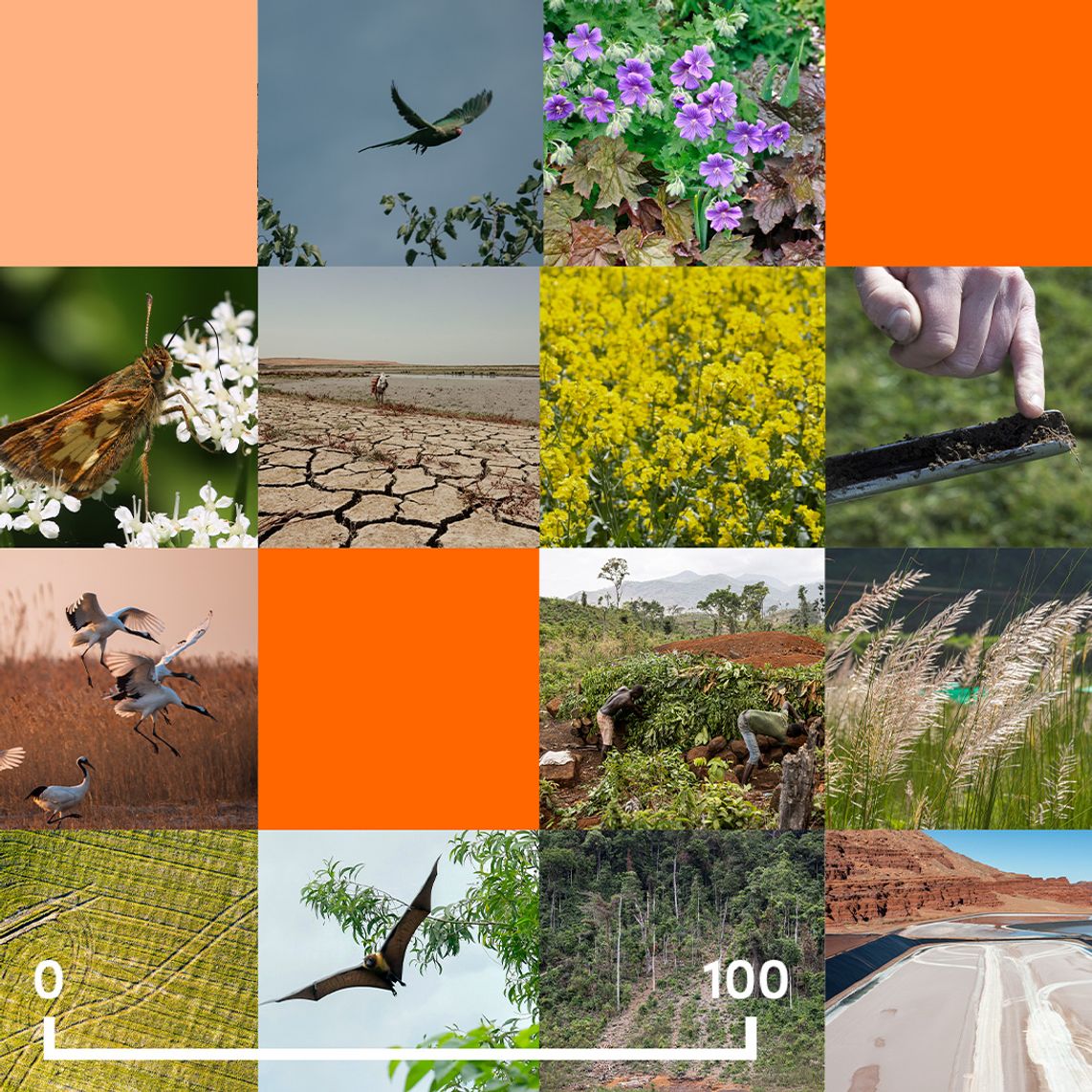 Collage of images of different animals such as rhino, bugs, bats and birds